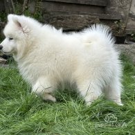 Samoyed - Both