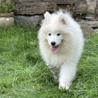 Samoyed - Both