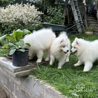 Samoyed - Both