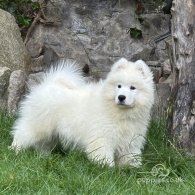 Samoyed - Both