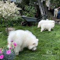 Samoyed - Both