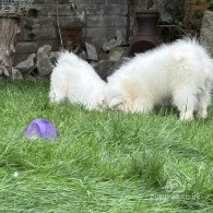 Samoyed - Both