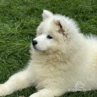 Samoyed - Both