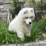 Samoyed - Both