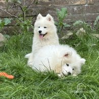 Samoyed - Both