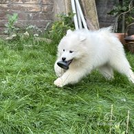 Samoyed - Both