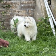 Samoyed - Both