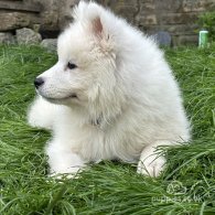 Samoyed - Both