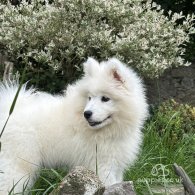 Samoyed - Both