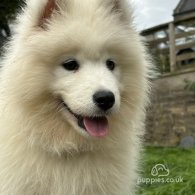 Samoyed - Both