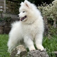 Samoyed - Both