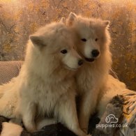 Samoyed - Both