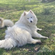 Samoyed - Both