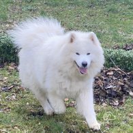 Samoyed - Both