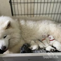 Samoyed - Both