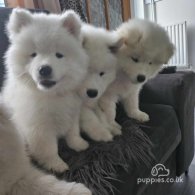 Samoyed - Both