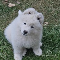 Samoyed - Both