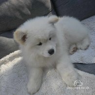 Samoyed - Both