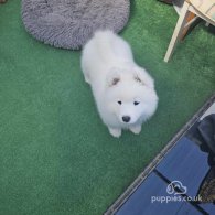 Samoyed - Both