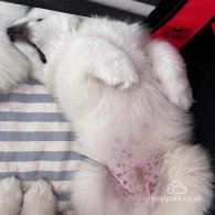 Samoyed - Both