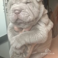 Shar Pei - Both