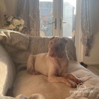 Shar Pei - Both