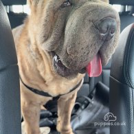 Shar Pei - Both