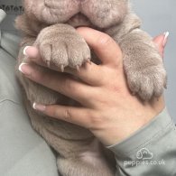 Shar Pei - Both