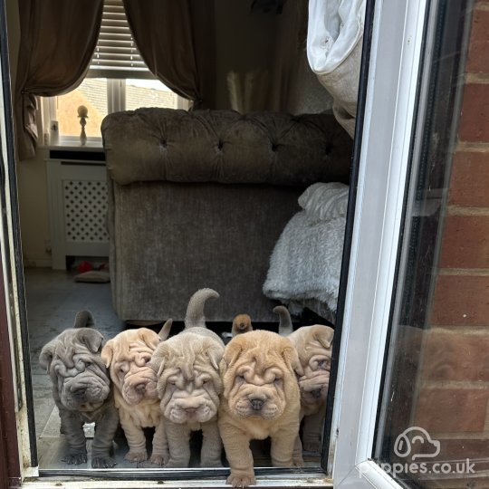 Shar Pei - Both