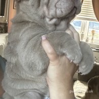 Shar Pei - Both