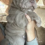 Shar Pei - Both