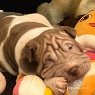 Shar Pei - Both