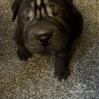 Shar Pei - Both