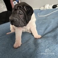 Shar Pei - Both