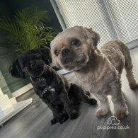 Shih Tzu - Both