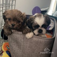 Shih Tzu - Bitches