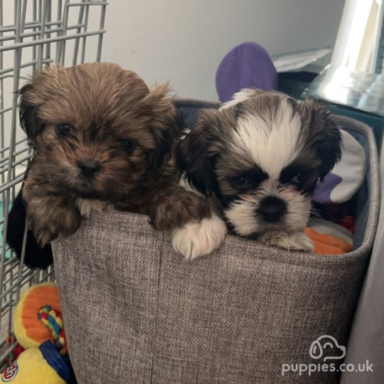 Shih Tzu - Bitches