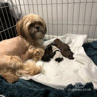 Shih Tzu - Bitches