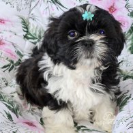 Shih Tzu - Both