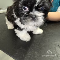 Shih Tzu - Both