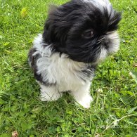 Shih Tzu - Both