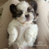 Shih Tzu - Both