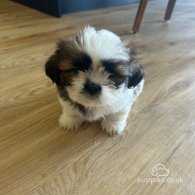 Shih Tzu - Both