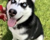 Siberian Husky