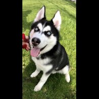 Siberian Husky