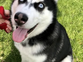 Siberian Husky