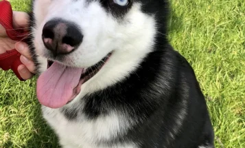 Siberian Husky