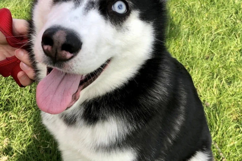 Siberian Husky