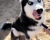 Siberian Husky