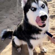 Siberian Husky